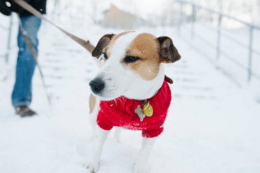 Kış tipide dışarıda tasmayla dolaşan, köpek süveteri giyen şaşı Jack Russell Terrier. Bulanık arkaplan.