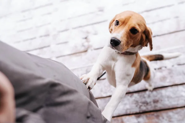 Persona Vista Immagine Cane Beagle Guardando Suo Padrone Gli Sta — Foto Stock