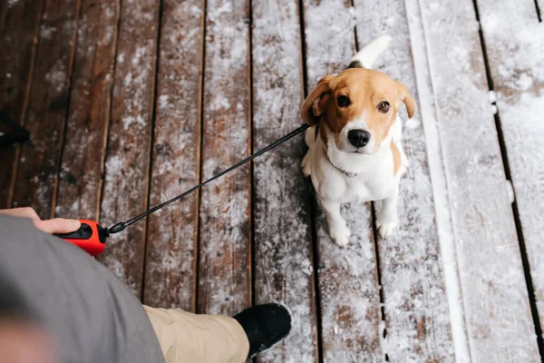Punto Vista Immagine Cane Beagle Guinzaglio Che Guarda Suo Padrone — Foto Stock