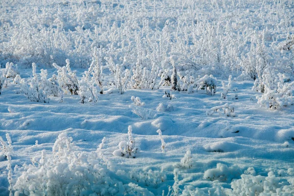 Low Angle Image Icy Wild Grass Winter Air Moisture Condensed — Stock Photo, Image