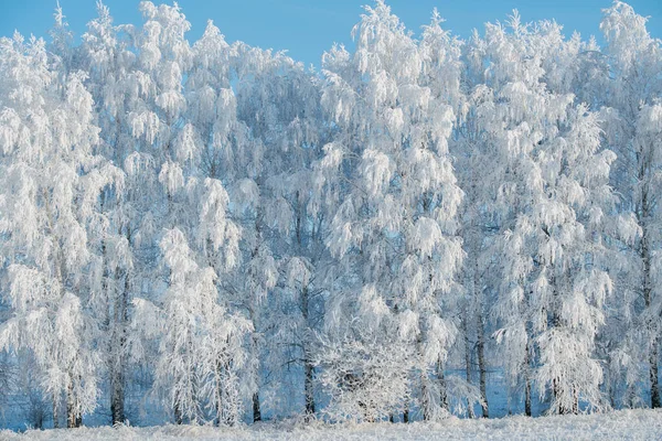 겨울에는 얼음으로 나무들 날씨가 추워서 가지들에 공기중의 습기가 응축되었다 — 스톡 사진