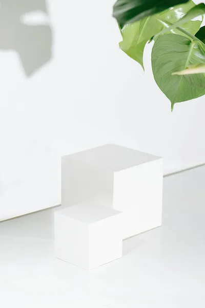 Beyaz Bir Duvarın Önündeki Parlak Beyaz Küplerin Üzerinde Dev Bitki — Stok fotoğraf