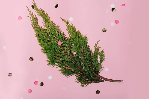 Juniper branch on a pink background with glittering circles in a composition Stock Image