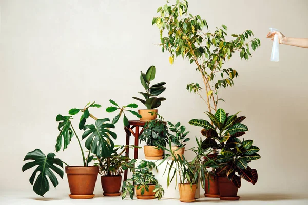 Hand watering potted plants in brown ceramic pots over beige background. Low angle. Using spray bottle.