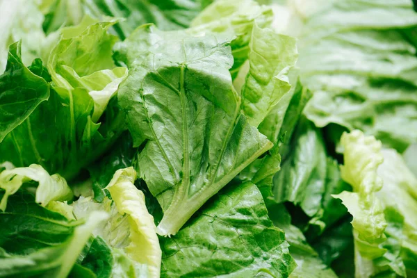 Lettuce chopped in big pieces. Close up. Stock Picture