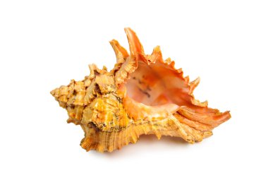 deniz kabuğu beyaz üzerine izole