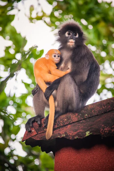 Mono con un bebé en el techo de un bungalow Fotos de stock libres de derechos