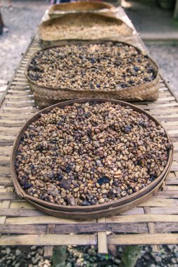 çiğ kahve luwak