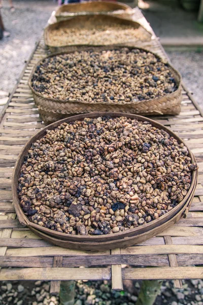 Raw coffee Luwak — Stock Photo, Image