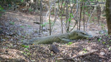 Dev kertenkele komodo Ulusal Parkı