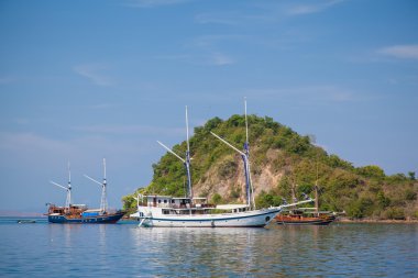 açık okyanusta üç sailfish