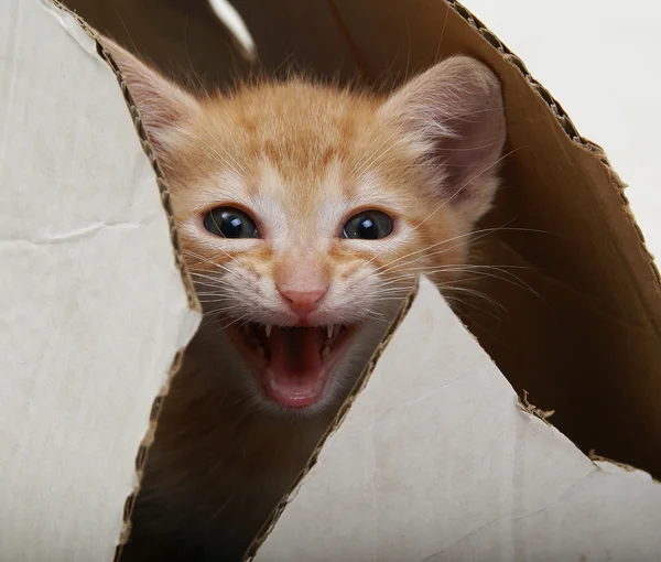 Kitten in a box — Stock Photo, Image