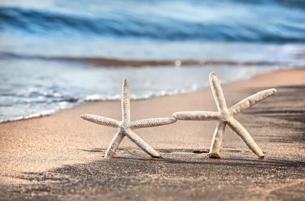 Starfish liefde — Stockfoto
