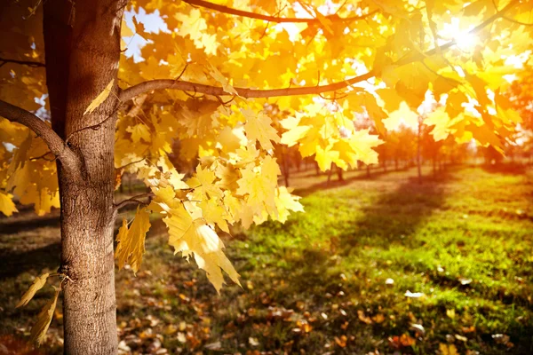 Autumn tree at sunset