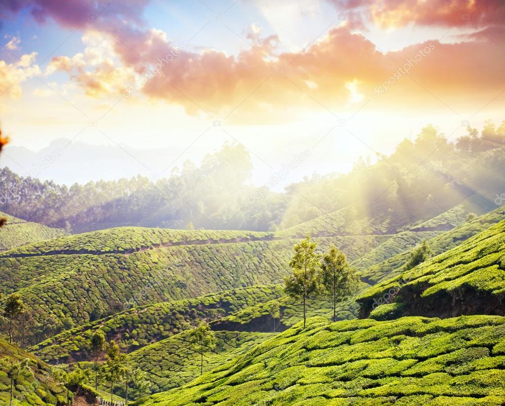 Tea plantation in Munnar