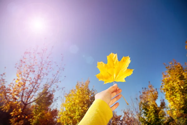 Yellow maple leaf — Stock Photo, Image