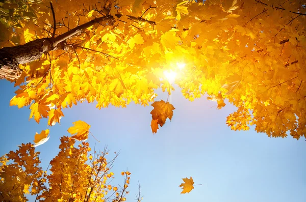 Yellow leaf fall — Stock Photo, Image