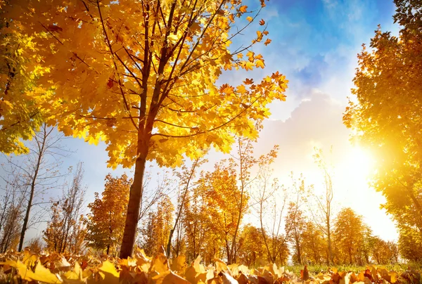 Autumn trees at sunset — Stock Photo, Image