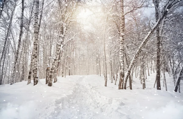 Winter birchwood — Stock Photo, Image