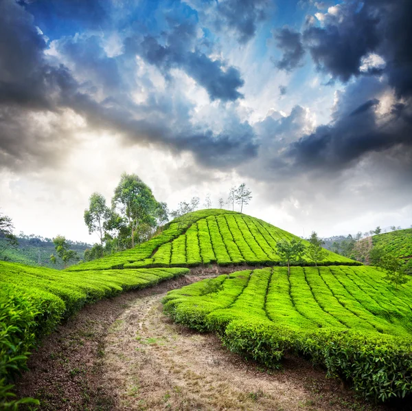 Plantação de chá em munnar — Fotografia de Stock