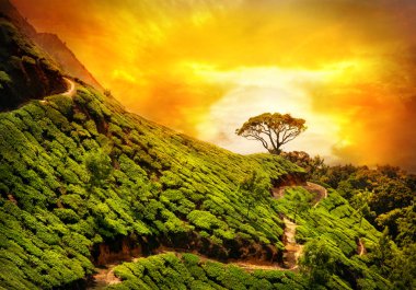 Tea plantation in Munnar clipart