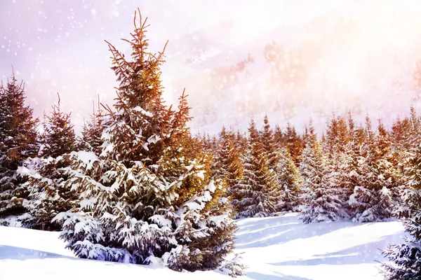 Vintern spruce skog i bergen — Stockfoto