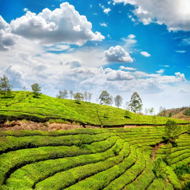 Tea plantation in Munnar clipart
