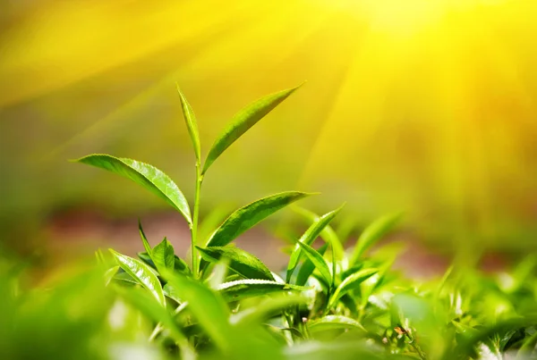 Tea leaves — Stock Photo, Image