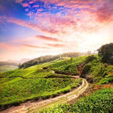 çay plantasyon içinde munnar