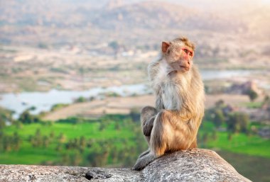 maymun hampi