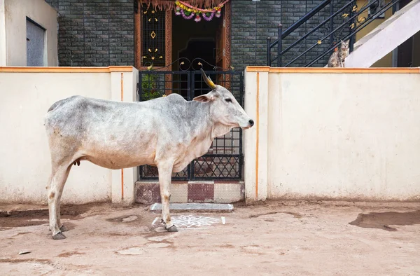 Cow in Hampi bazaar — Stock Photo, Image