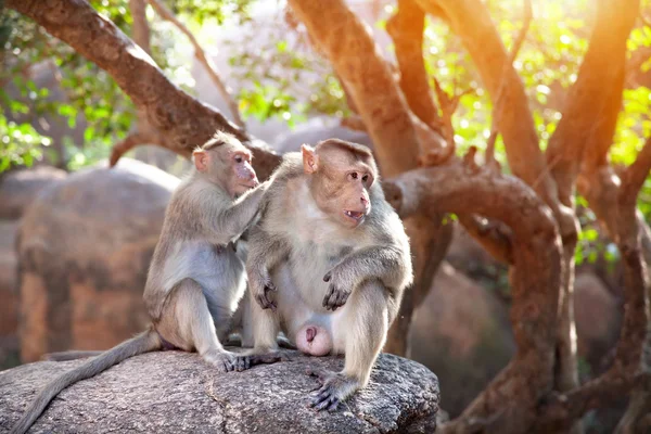 Monos en la India — Foto de Stock