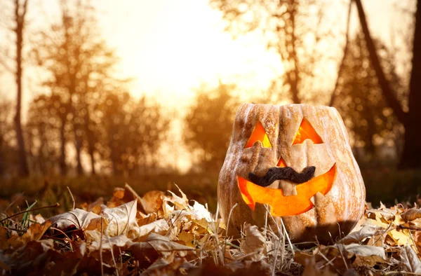 Funny Halloween pumpkin in the forest — Zdjęcie stockowe