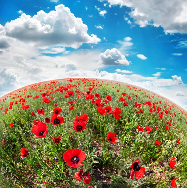 Poppy flowers field — Stock Photo, Image