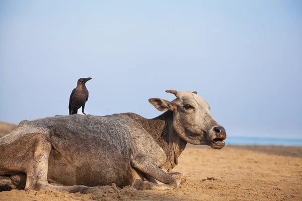 Krähe und Kuh in Indien — Stockfoto