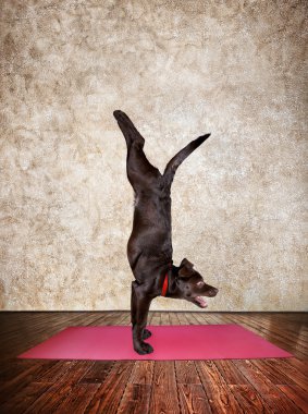 Yoga köpek