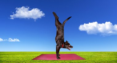 Yoga yaparken köpek