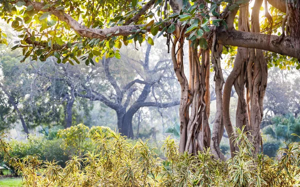 Albero di Banyan in India — Foto Stock