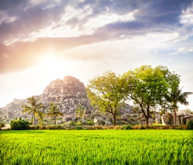 pirinç plantasyon içinde hampi