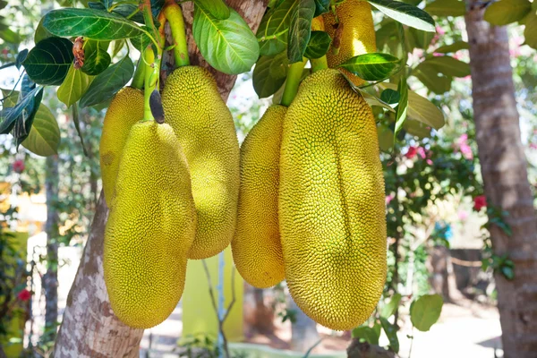 Jack fruit — Stock Photo, Image