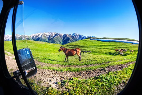 山の中の馬 — ストック写真