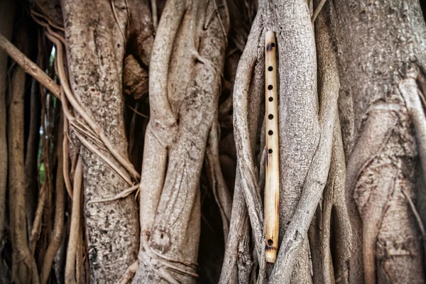 Бамбукова флейта на банановому дереві — стокове фото