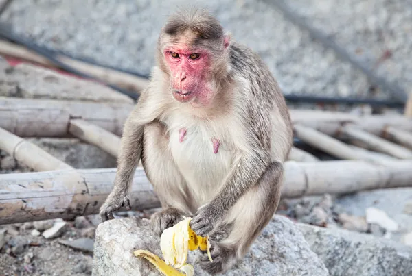 Macaco em Hampi — Fotografia de Stock