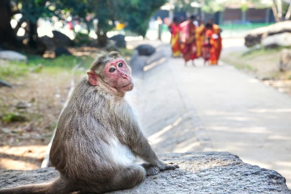 Apan i mamallapuram — Stockfoto