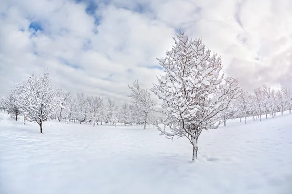 Árboles en el parque de invierno —  Fotos de Stock