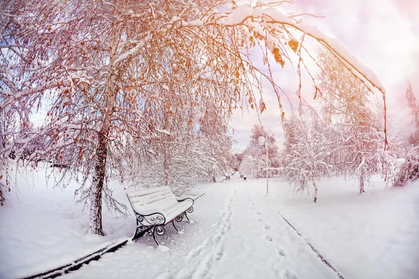 Kış park — Stok fotoğraf