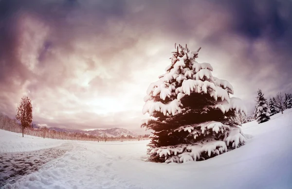 Winter-Fichte in den Bergen — Stockfoto