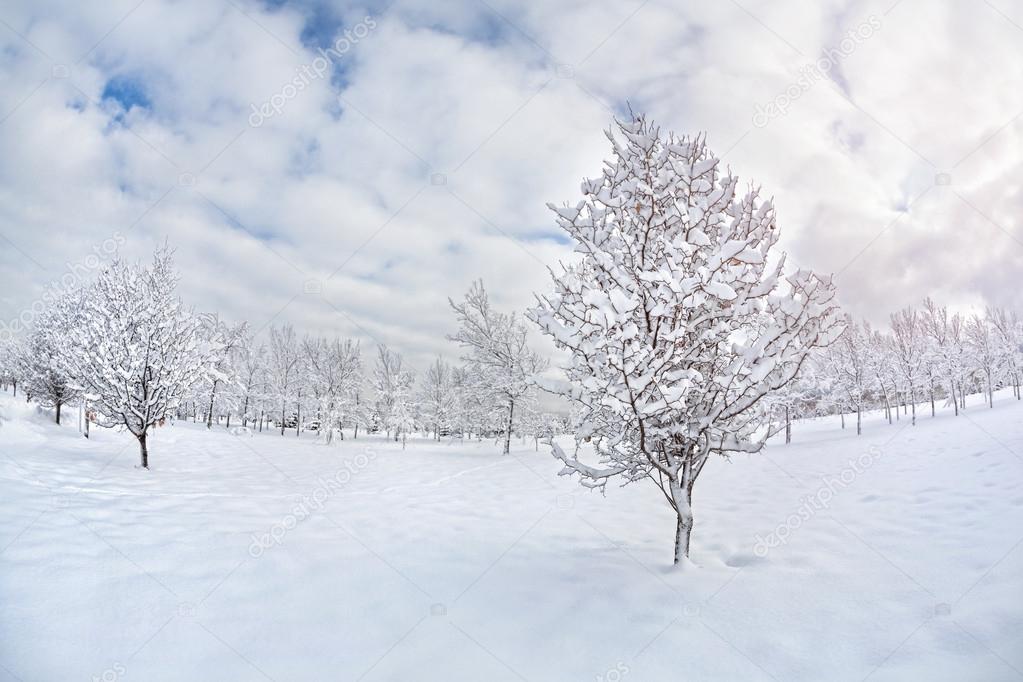 Trees in winter park