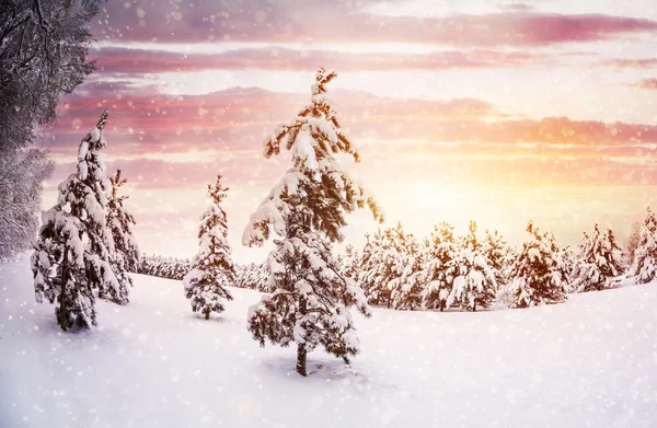 Winter forest — Stock Photo, Image