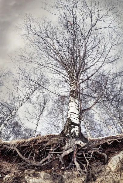 Berken met wortels — Stockfoto